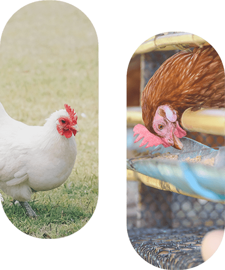 顕微鏡で研究をする様子