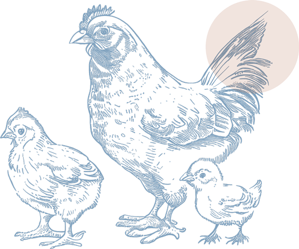 鶏の親子のイラスト